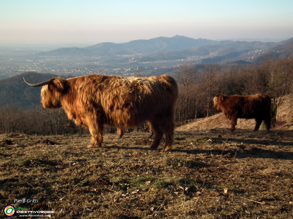 15 Alcuni esemplari di yack ai Prati Parini.JPG